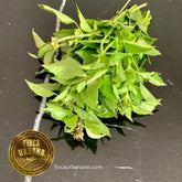 Albahaca hoja pequeña orgánica (1 manojo)